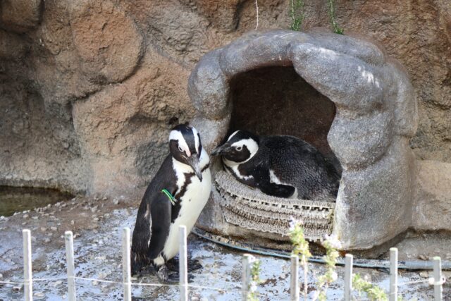 サンシャイン水族館 ペンギン