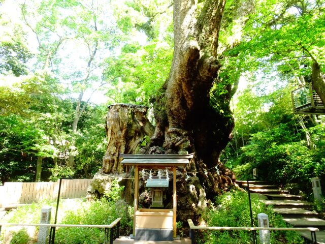 来宮神社　大楠