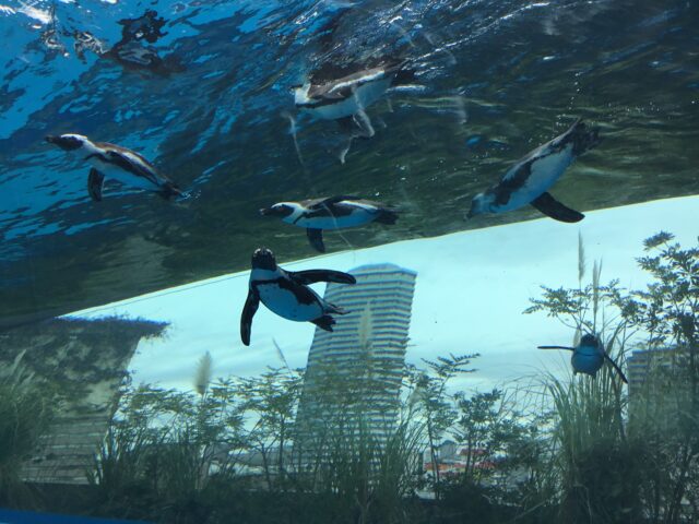 サンシャイン水族館　空飛ぶペンギン　ビル