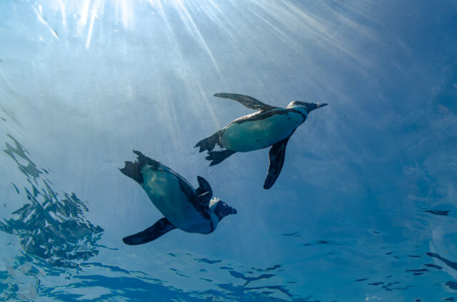 サンシャイン水族館 空飛ぶペンギン